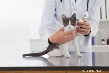 When to Take Your Cat to the Vet: A Comprehensive Guide