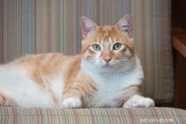 Guiding Your Cat from Kitten to Adulthood: Essential Health & Lifestyle Tips