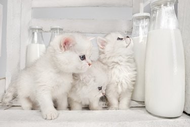 Cow Milk for Cats: The Hidden Risk of Lactose Intolerance