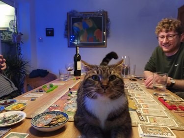 Cats Crash Family Game Night: Adorable Chaos Captured in Photos