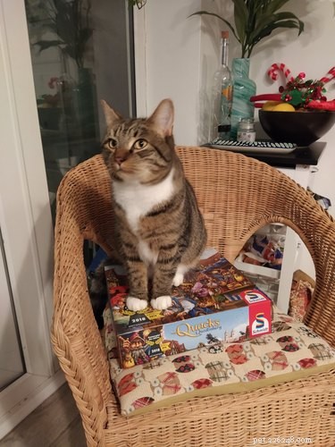 Cats Crash Family Game Night: Adorable Chaos Captured in Photos