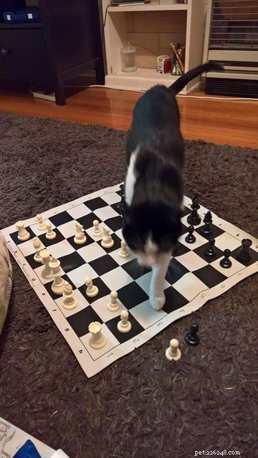 Cats Crash Family Game Night: Adorable Chaos Captured in Photos