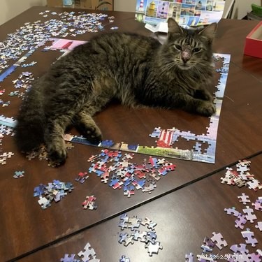 Cats Crash Family Game Night: Adorable Chaos Captured in Photos