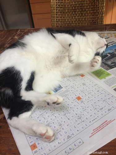 Cats Crash Family Game Night: Adorable Chaos Captured in Photos