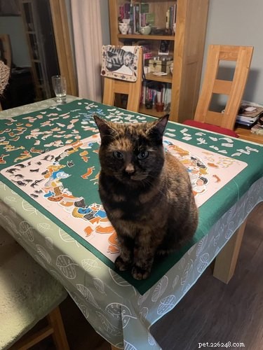 Cats Crash Family Game Night: Adorable Chaos Captured in Photos