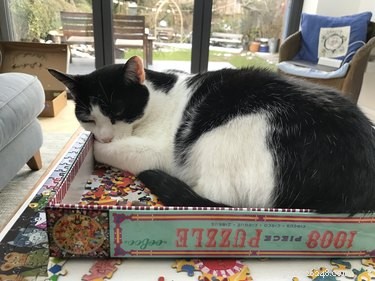 Cats Crash Family Game Night: Adorable Chaos Captured in Photos
