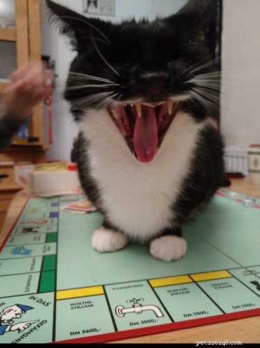 Cats Crash Family Game Night: Adorable Chaos Captured in Photos