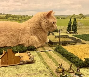 Cats Crash Family Game Night: Adorable Chaos Captured in Photos