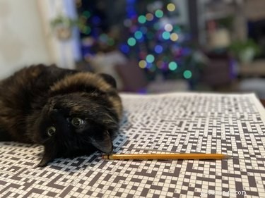 Cats Crash Family Game Night: Adorable Chaos Captured in Photos