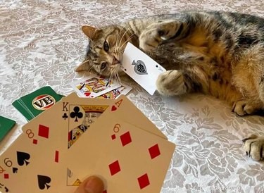 Cats Crash Family Game Night: Adorable Chaos Captured in Photos