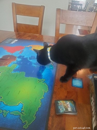 Cats Crash Family Game Night: Adorable Chaos Captured in Photos