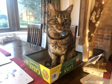 Cats Crash Family Game Night: Adorable Chaos Captured in Photos