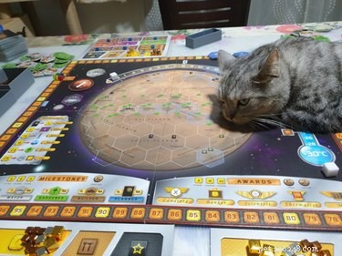Cats Crash Family Game Night: Adorable Chaos Captured in Photos