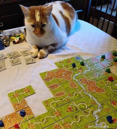 Cats Crash Family Game Night: Adorable Chaos Captured in Photos