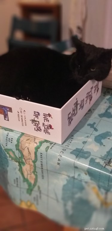 Cats Crash Family Game Night: Adorable Chaos Captured in Photos