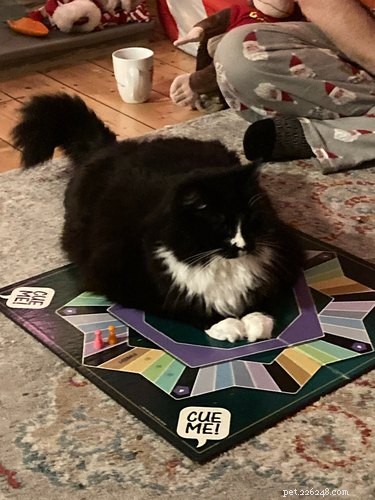 Cats Crash Family Game Night: Adorable Chaos Captured in Photos