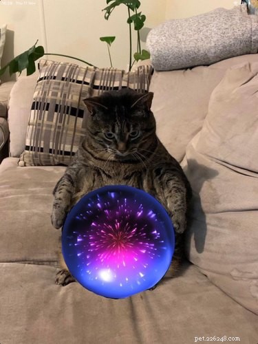 15 Hilarious Pets Reacting to the Viral Orb Meme
