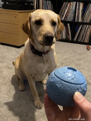 15 Hilarious Pets Reacting to the Viral Orb Meme