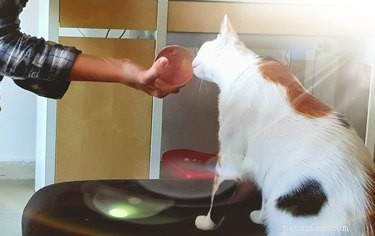 15 Hilarious Pets Reacting to the Viral Orb Meme