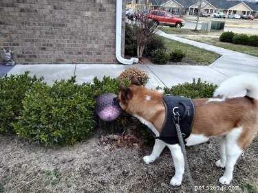 15 Hilarious Pets Reacting to the Viral Orb Meme
