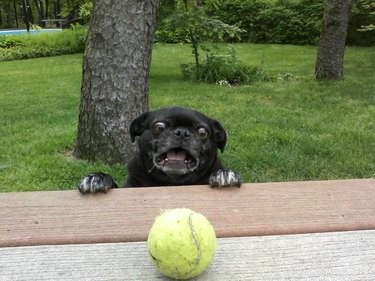 15 Hilarious Pets Reacting to the Viral Orb Meme