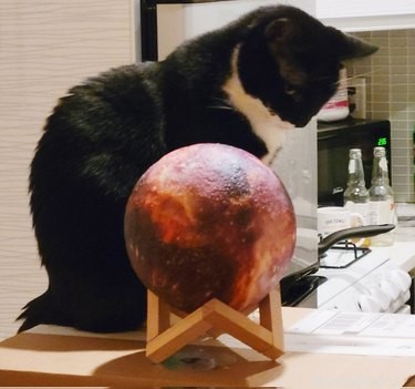15 Hilarious Pets Reacting to the Viral Orb Meme