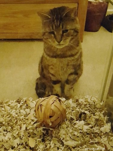 15 Hilarious Pets Reacting to the Viral Orb Meme