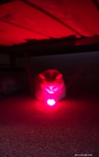 15 Hilarious Pets Reacting to the Viral Orb Meme