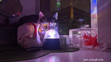 15 Hilarious Pets Reacting to the Viral Orb Meme