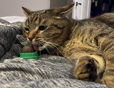 15 Hilarious Pets Reacting to the Viral Orb Meme