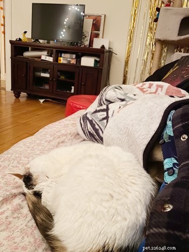 15 Hilarious Pets Reacting to the Viral Orb Meme