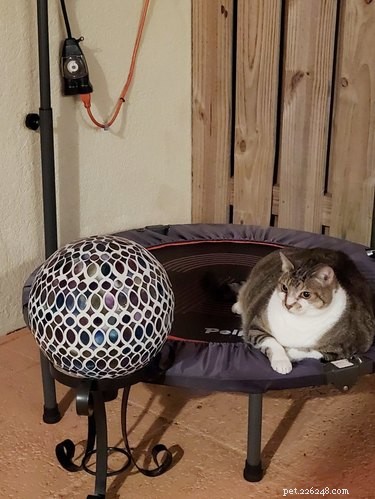 15 Hilarious Pets Reacting to the Viral Orb Meme