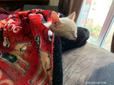 Top 10 Stunning Images of Orange Cats Resting in Their Favorite Spots