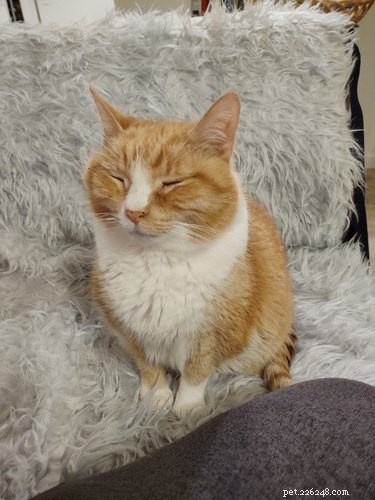 Top 10 Stunning Images of Orange Cats Resting in Their Favorite Spots