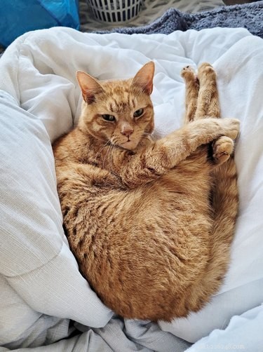 Top 10 Stunning Images of Orange Cats Resting in Their Favorite Spots