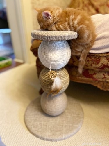 Top 10 Stunning Images of Orange Cats Resting in Their Favorite Spots