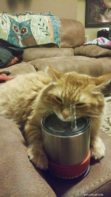 Top 10 Stunning Images of Orange Cats Resting in Their Favorite Spots