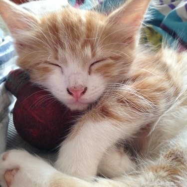 Top 10 Stunning Images of Orange Cats Resting in Their Favorite Spots