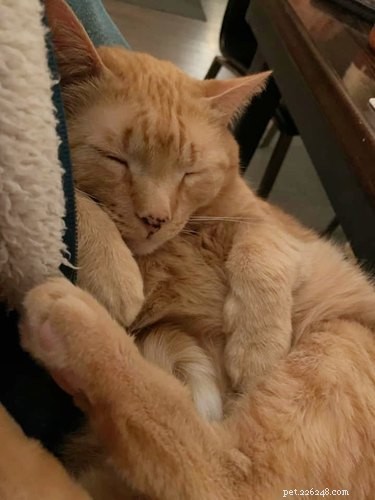 Top 10 Stunning Images of Orange Cats Resting in Their Favorite Spots
