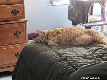 Top 10 Stunning Images of Orange Cats Resting in Their Favorite Spots
