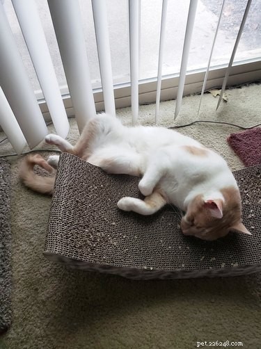 Top 10 Stunning Images of Orange Cats Resting in Their Favorite Spots