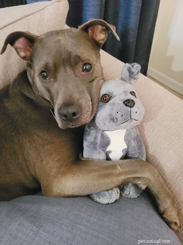 17 Heartwarming Pet Photos Guaranteed to Brighten Your Day