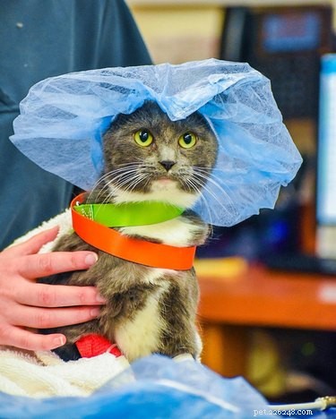 17 Heartwarming Pet Photos Guaranteed to Brighten Your Day
