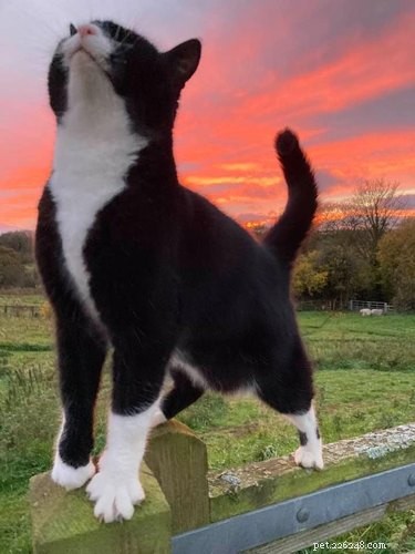 17 Heartwarming Pet Photos Guaranteed to Brighten Your Day