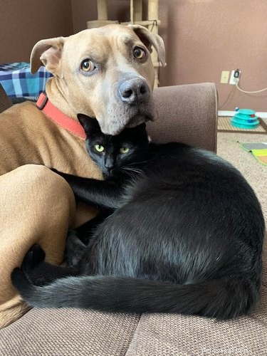 17 Heartwarming Pet Photos Guaranteed to Brighten Your Day