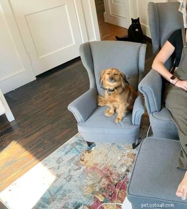 17 Heartwarming Pet Photos Guaranteed to Brighten Your Day