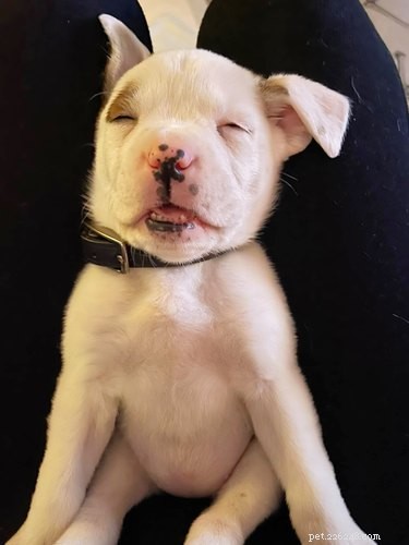17 Heartwarming Pet Photos Guaranteed to Brighten Your Day