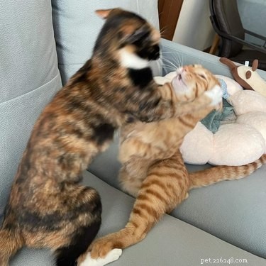 17 Heartwarming Pet Photos Guaranteed to Brighten Your Day