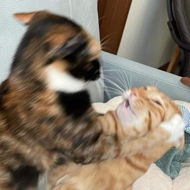 17 Heartwarming Pet Photos Guaranteed to Brighten Your Day