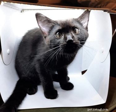 17 Heartwarming Pet Photos Guaranteed to Brighten Your Day